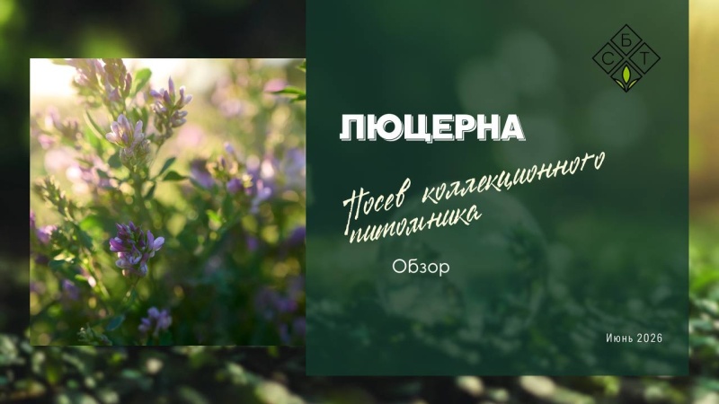 Люцерна: посев коллекционного питомника. Обзор