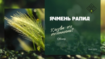 Обзор на ячмень Рапид