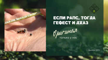 Хочешь убрать рапс или смотреть, как он лежит под снегом?