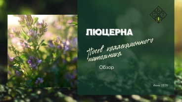 Люцерна: посев коллекционного питомника. Обзор