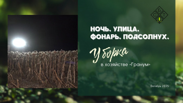 В хозяйстве «Гранум» идет уборка подсолнечника