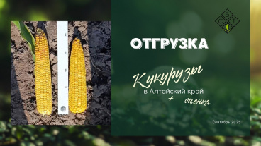 Отгрузка кукурузы в Алтайский край. Наглядный обзор: лучшая среди всех!