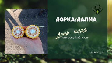 Дорка и Далма в Амурской области