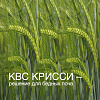 КВС КРИССИ